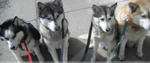 Run By Dogs Schenectady Glenville Niskayuna dog walker pet sitter