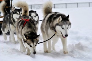 Run By Dogs Schenectady Glenville Niskayuna dog sledding education musher